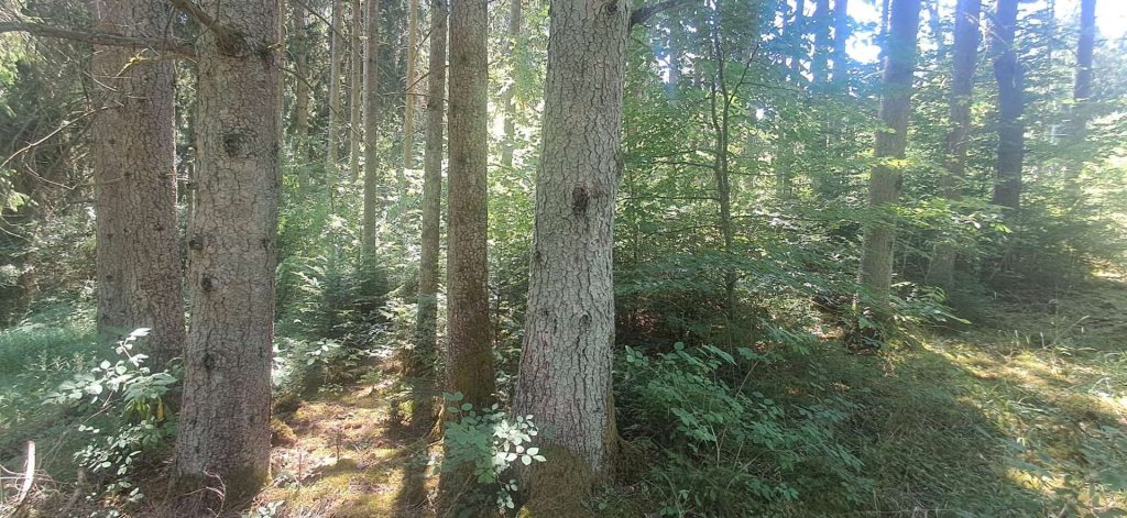 Zwei Grundstücke. 2.891 m² Wald in Bildechingen. Ihr Gebot entscheidet.